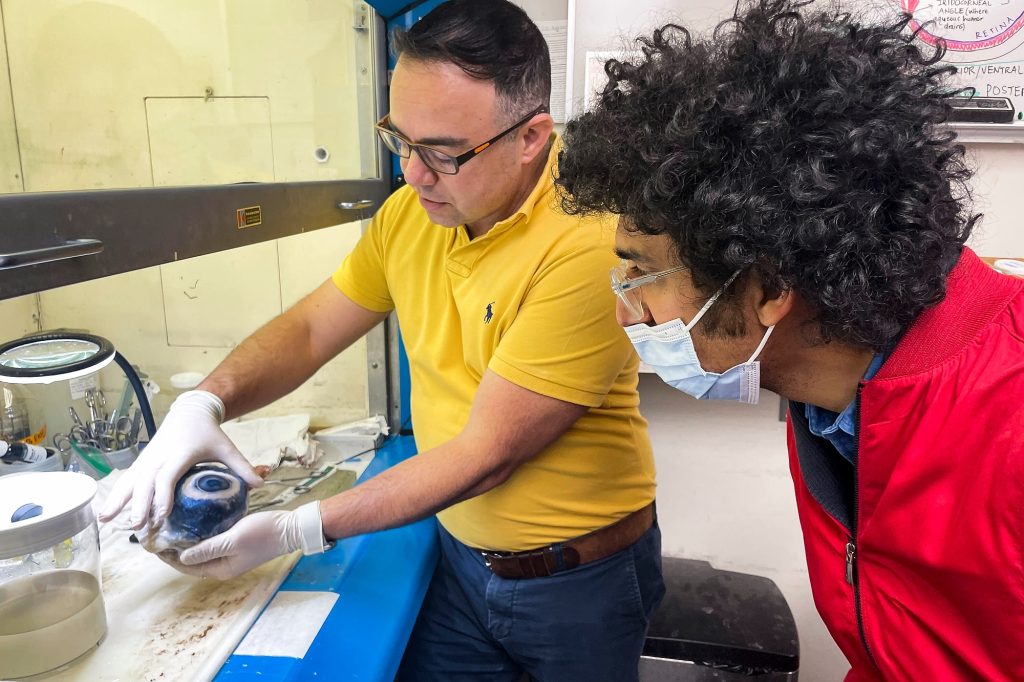 Leandro Teixeira (standing), associate professor of pathobiological sciences in the School of Veterinary Medicine, describes his research to Latif Nasser (right), science journalist and Radiolab co-host, as Nasser looks at an eyeball specimen of a giant blue whale while visiting the Comparative Ocular Pathology Laboratory of Wisconsin (COPLOW) at the Veterinary Medicine Building at the University of Wisconsin–Madison on Oct. 14, 2022