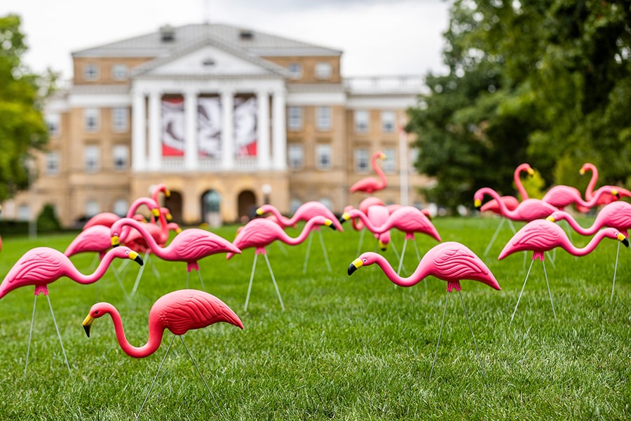 Flamingos on the lawn in front of Bascom Hall.