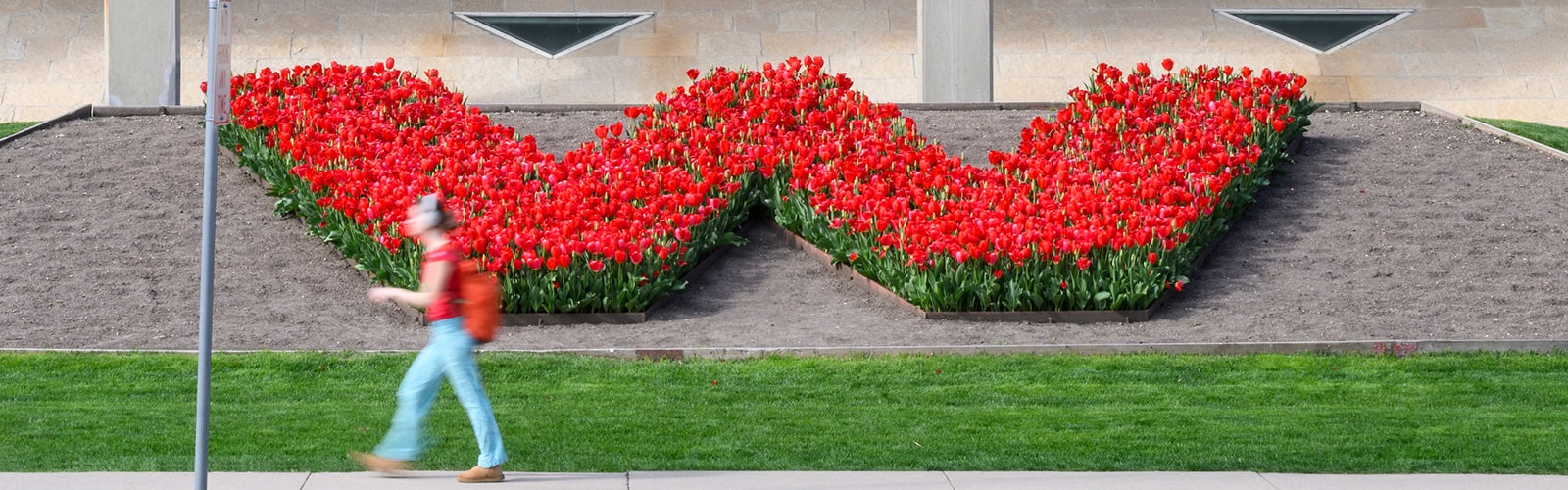 A person walks by red tulips blooming in the shape of a W in front of the Mosse Humanities Building.