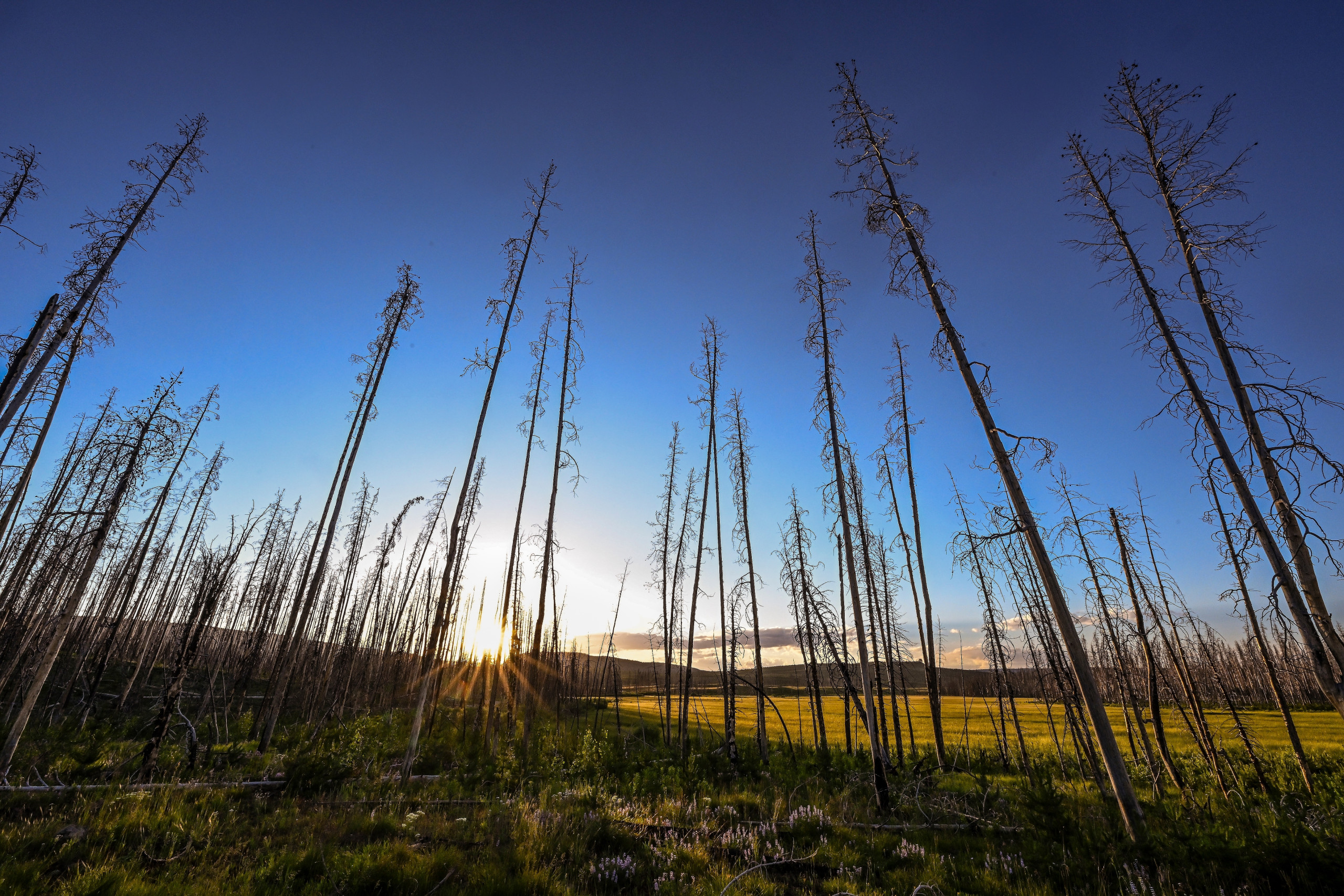 Burned tree trunks rise into the blue sky as a sunset illuminates the flowers and green grasses growing below